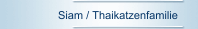 Siam / Thaikatzenfamilie