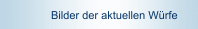 Bilder der aktuellen Würfe